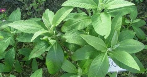 subusob in tagalog|Naturasanavit: SAMBONG : (Blumea balsamifera).
